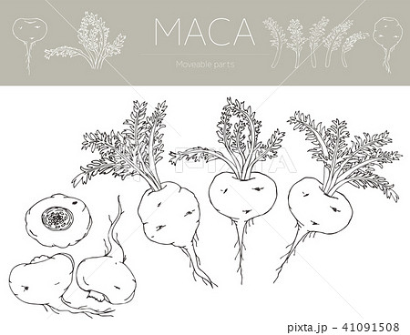 マカの線画（アナログ） 41091508