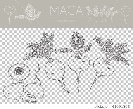 マカの線画（アナログ） 41091508