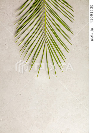 Green palm leaf Green palm leaf 41091539