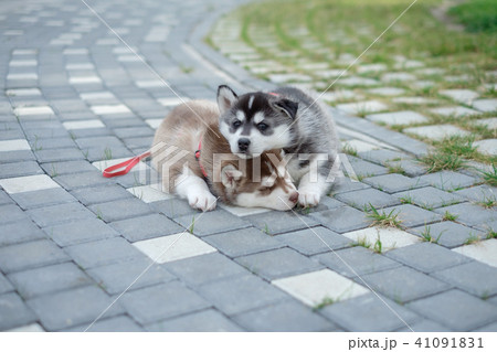 two puppies Husky. Litter dogs sleeping on the street 41091831