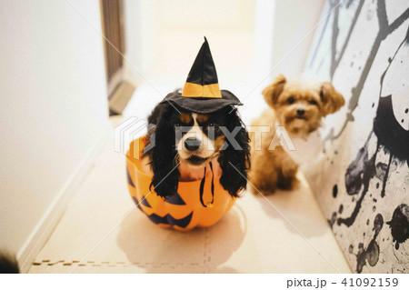 カロウィンの仮装してかぼちゃの入れ物に入っているキャバリア 41092159