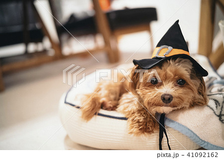 魔女の帽子を被っているチワプー 魔女の帽子を被っているチワプー 41092162