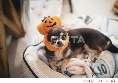 ハロウィンのかぼちゃの帽子を被っているチワワがこちらを見ている 41092163