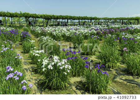 水郷佐原あやめパーク 41092733