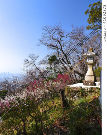 保久良梅林、保久良神社にある石灯籠「灘の一つ火」と紅白の梅 保久良梅林、保久良神社にある石灯籠「灘の一つ火」と紅白の梅 41092878
