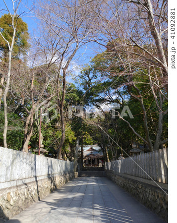 保久良梅林のある保久良神社/兵庫県神戸市東灘区 41092881