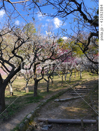 保久良梅林、保久良神社の満開の紅白の梅のトンネル 保久良梅林、保久良神社の満開の紅白の梅のトンネル 41092884