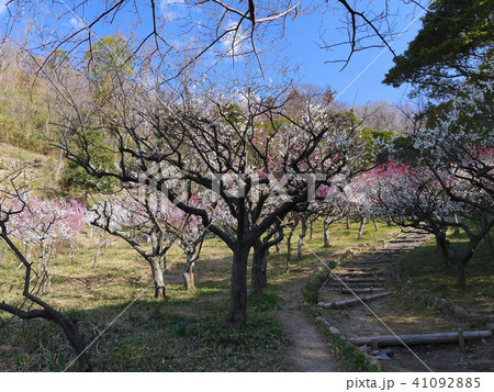 保久良梅林、保久良神社の満開の紅白の梅のトンネル 保久良梅林、保久良神社の満開の紅白の梅のトンネル 41092885