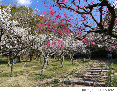 保久良梅林、保久良神社の満開の紅白の梅のトンネル 41092892
