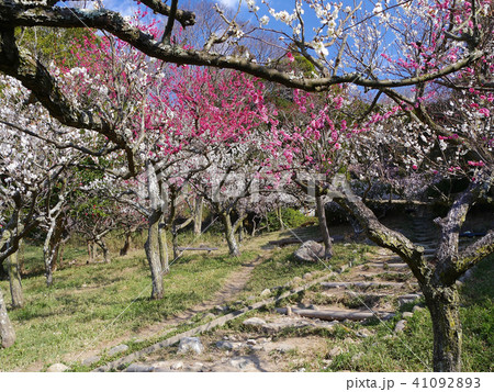 保久良梅林、保久良神社の満開の紅白の梅のトンネル 41092893