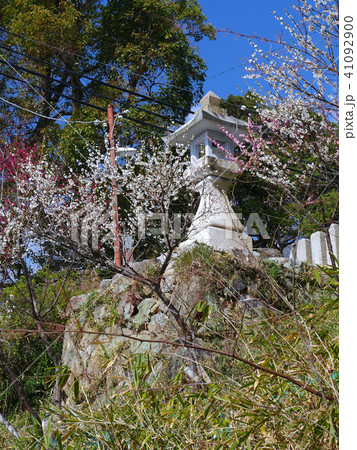 保久良梅林、保久良神社にある石灯籠「灘の一つ火」と紅白の梅 保久良梅林、保久良神社にある石灯籠「灘の一つ火」と紅白の梅 41092900