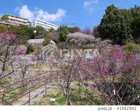 岡本梅林公園 古くからの梅の名所 兵庫県神戸市東灘区本山町の写真素材