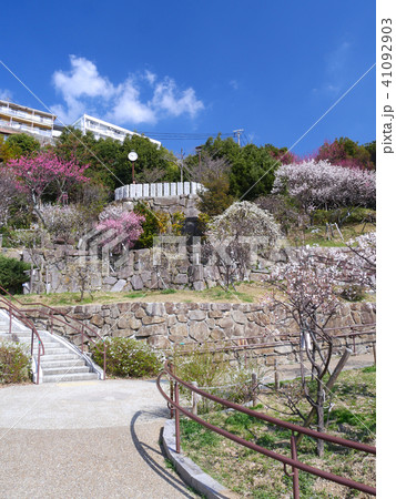 岡本梅林公園/古くからの梅の名所/兵庫県神戸市東灘区本山町 41092903