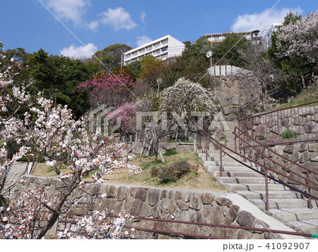 岡本梅林公園/古くからの梅の名所/兵庫県神戸市東灘区本山町 岡本梅林公園/古くからの梅の名所/兵庫県神戸市東灘区本山町 41092907