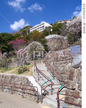 岡本梅林公園 古くからの梅の名所 兵庫県神戸市東灘区本山町の写真素材