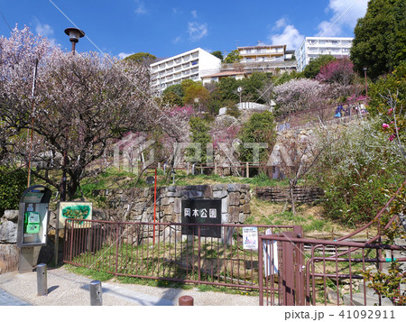 岡本梅林公園/古くからの梅の名所/兵庫県神戸市東灘区本山町 岡本梅林公園/古くからの梅の名所/兵庫県神戸市東灘区本山町 41092911