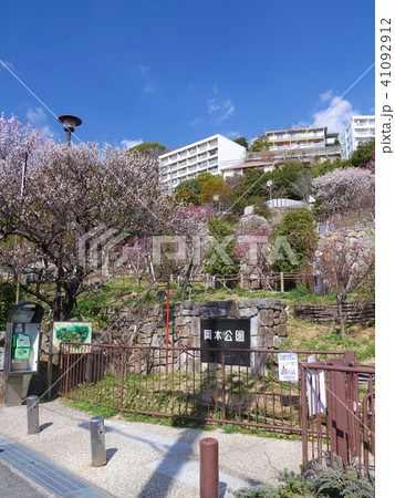 岡本梅林公園/古くからの梅の名所/兵庫県神戸市東灘区本山町 岡本梅林公園/古くからの梅の名所/兵庫県神戸市東灘区本山町 41092912