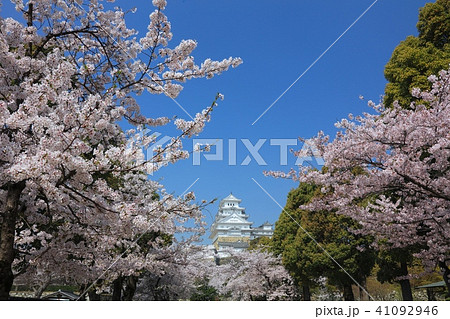 姫路城と桜(姫路市立美術館付近より)/姫路城十景/世界文化遺産/日本のさくら名所百選 姫路城と桜(姫路市立美術館付近より)/姫路城十景/世界文化遺産/日本のさくら名所百選 41092946