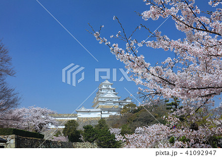 姫路城と桜（姫路市立美術館付近より）/姫路城十景/世界文化遺産/日本のさくら名所百選 41092947