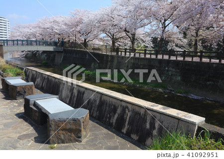 姫路城、千姫の小径(満開の桜並木)/兵庫県姫路市/世界文化遺産/国宝/別名:白鷺城/日本のさくら名所 姫路城、千姫の小径(満開の桜並木)/兵庫県姫路市/世界文化遺産/国宝/別名:白鷺城/日本のさくら名所 41092951