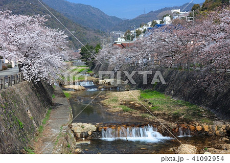 芦屋川の桜並木と六甲山の写真素材