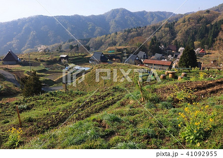 上世屋（かみせや）の棚田と農村集落（桜と新緑の季節）/にほんの里100選/世屋高原 41092955