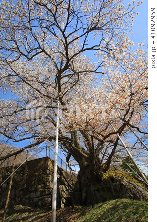 生野高原の狗鷲桜（いぬわしざくら）/樹齢数百年の山桜/兵庫県指定景観形成重要建造物等 41092959