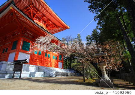 高野山の春景色、壇上伽藍（だんじょうがらん）・根本大塔と桜（ヤマザクラ）/世界文化遺産/平成百景 41092960
