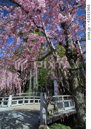 金剛峯寺(こんごうぶじ)の八重紅しだれ桜/和歌山県伊都郡高野町/世界文化遺産/平成百景 金剛峯寺(こんごうぶじ)の八重紅しだれ桜/和歌山県伊都郡高野町/世界文化遺産/平成百景 41092966