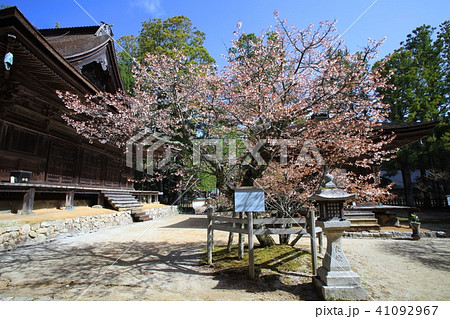 高野山の春景色、壇上伽藍(だんじょうがらん)にある西行桜(ヤマザクラ)/和歌山県伊都郡高 高野山の春景色、壇上伽藍(だんじょうがらん)にある西行桜(ヤマザクラ)/和歌山県伊都郡高 41092967