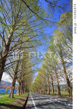 マキノ高原のメタセコイア並木(新緑の季節）/新・日本の街路樹百景/琵琶湖国定公園 41092974