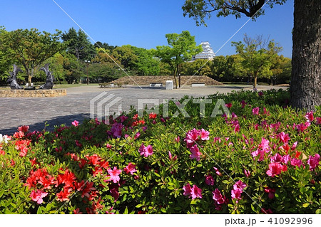 姫路城とツツジ(城見台公園)/姫路城十景/世界文化遺産/日本のさくら名所百選/平成百景/日本100名 姫路城とツツジ(城見台公園)/姫路城十景/世界文化遺産/日本のさくら名所百選/平成百景/日本100名 41092996