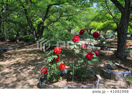 姫路城、千姫ぼたん園/兵庫県姫路市/世界文化遺産/日本のさくら名所百選/平成百景/日本100名城 姫路城、千姫ぼたん園/兵庫県姫路市/世界文化遺産/日本のさくら名所百選/平成百景/日本100名城 41092998