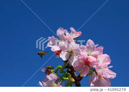 桜 さくら サクラ 41093279