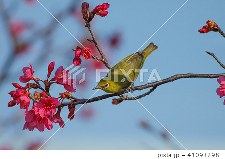 花 フラワー お花 41093298