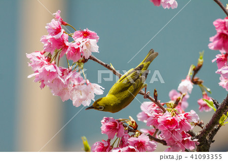 花 フラワー お花 41093355
