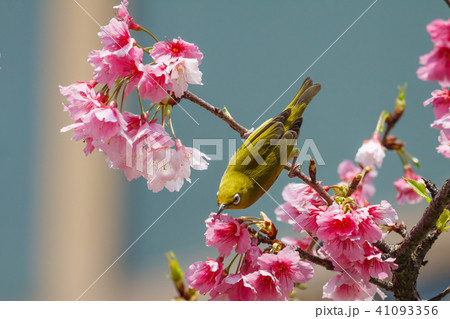 桜 さくら サクラ 41093356
