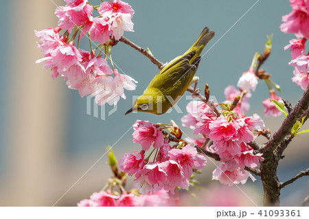 花 フラワー お花 41093361