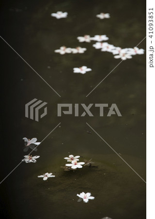 アブラギリ きれい 美しい 41093851