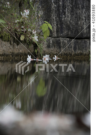 アブラギリ きれい 美しい 41093880