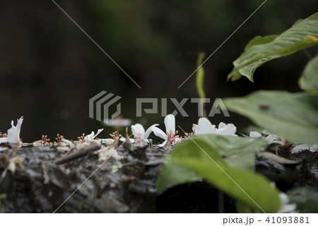 アブラギリ きれい 美しい 41093881