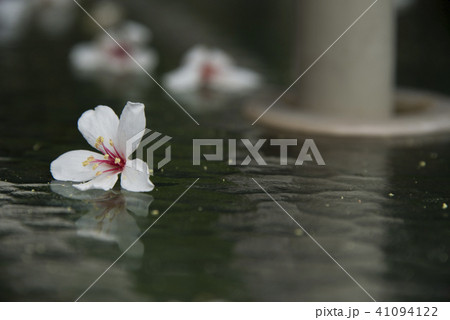 アブラギリ きれい 美しい 41094122