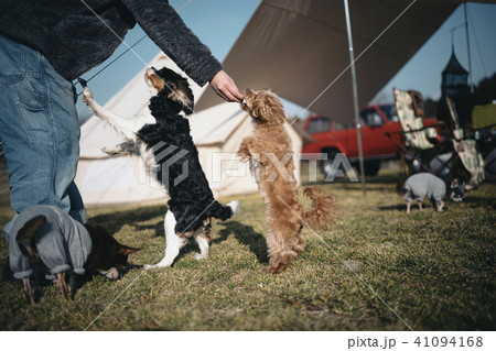 二匹の犬が立ち上がっておやつを食べている 41094168