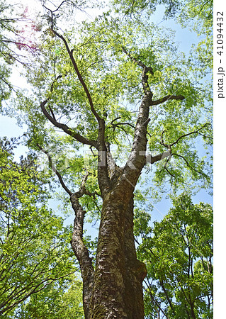 アキニレ（秋楡）　新緑 41094432