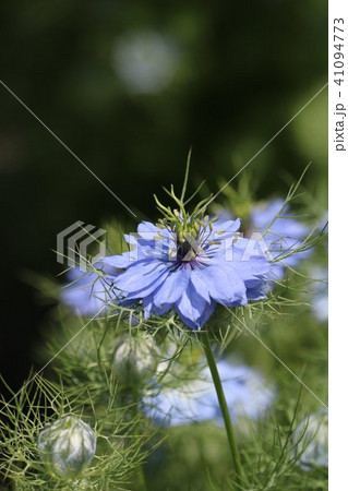 可愛いニゲラのお花 41094773