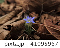 フデリンドウ 41095967
