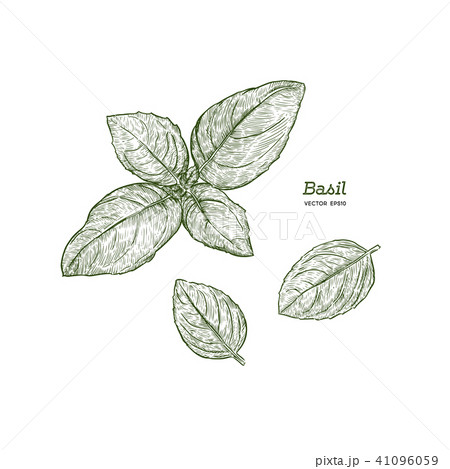 Illustration Of Green Basil Vector のイラスト素材