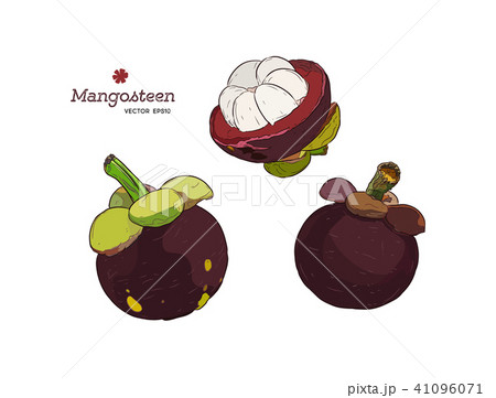 Set of hand drawn mangosteen tropical fruit.  41096071