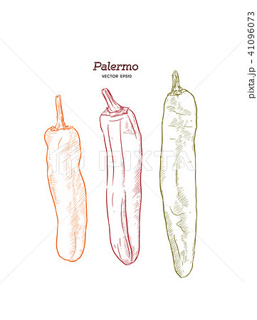 Three Palermo sweet peppers vector. 41096073