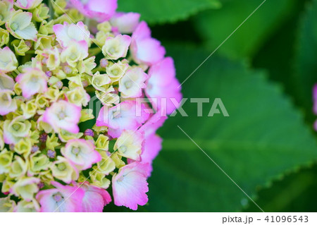 咲き始めたフレッシュな紫陽花の花1(ピンク) 咲き始めたフレッシュな紫陽花の花1(ピンク) 41096543